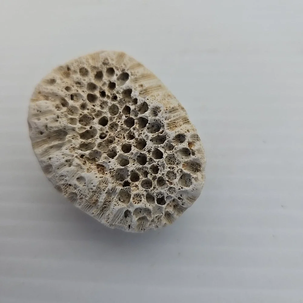 Unique Rock / Fossil‎ Lot Of 3